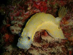 sea slug in south of France taken with a nikon s1 and its... by Noah Hersch 